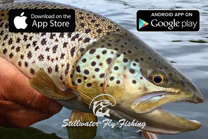 Download Brian Chan & Phil Rowley, Stillwater Fly Fishing app