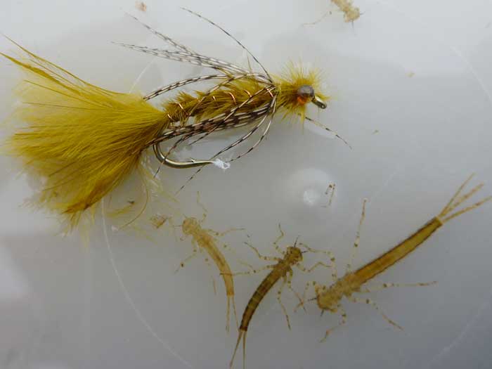 Tying Imitative or Suggestive Fly Patterns for Stillwater Trout