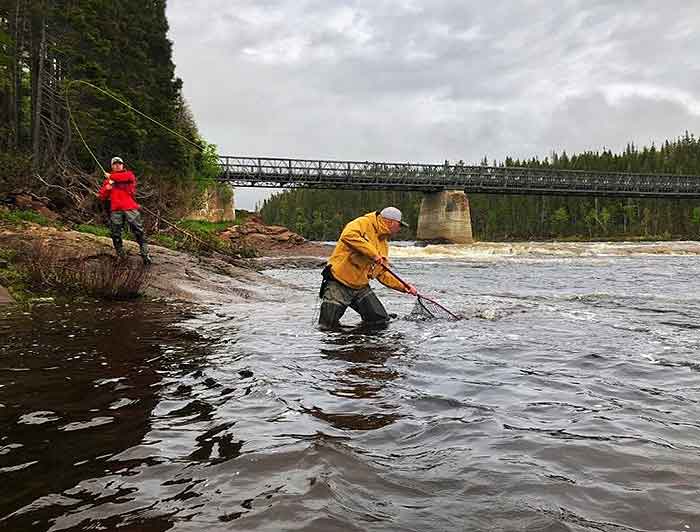 DIY for Atlantic Salmon in Newfoundland